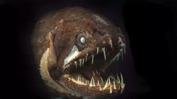 Wujud Makhluk Seram yang Huni Kedalaman Lautan