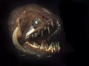 Ikan di Laut Dalam Punya Bentuk yang Aneh Mirip Alien, Ternyata Ini Alasannya Ikan di Laut Dalam Punya Bentuk yang Aneh Mirip Alien, Ternyata Ini Alasannya