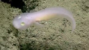 Spesies Alien yang Berkeliaran di Kedalaman Lautan