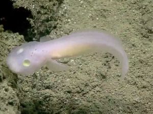 Spesies Alien yang Berkeliaran di Kedalaman Lautan