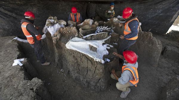 Kerangka Mammoth Ditemukan di Area Pembangunan Bandara Meksiko