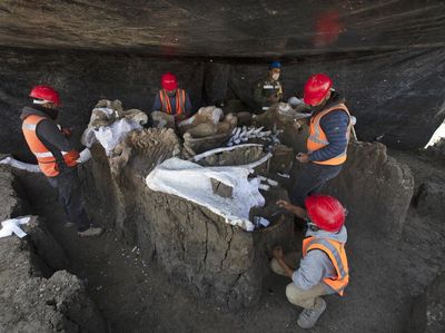 Kerangka Mammoth Ditemukan di Area Pembangunan Bandara Meksiko