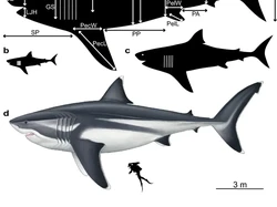 Fakta Baru Hiu Monster, Panjangnya 19 Meter