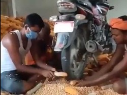 Aneh Gak Sih, Petani Kupas Jagung Pakai Motor