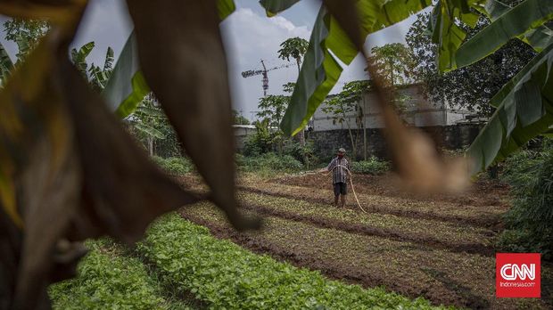 Daniel Agus Setiyadi (70), saat menggarap lahan pertanian miliknya di Ciracas, Jakarta, Jumat, 4 September 2020. Sejak pandemi Covid-19 menlanda, hasil pertanian kebun milik Daniel mengalami penurunan omzet yang diakibatkan sepinya pembeli dan juga kesulitan untuk membeli bahan baku pertanian dikarenakan harga yang mengalami kenaikan. CNN Indonesia/Bisma Septalisma