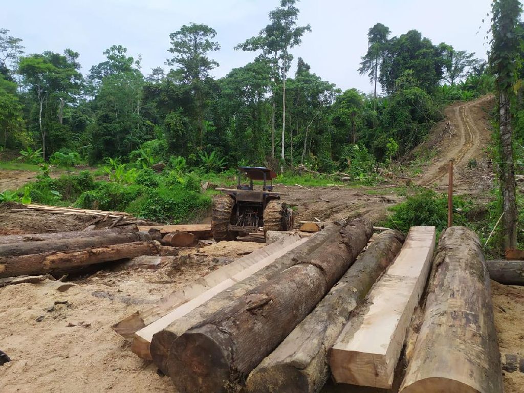 5 Pelaku Pembalakan Liar di Aceh Ditangkap, 3,5 Ton Kayu Olahan Disita 5 Pelaku Pembalakan Liar di Aceh Ditangkap, 3,5 Ton Kayu Olahan Disita