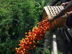 Sayuran dan Ayam Tak Laku, Petani Bagikan Gratis pada Warga
