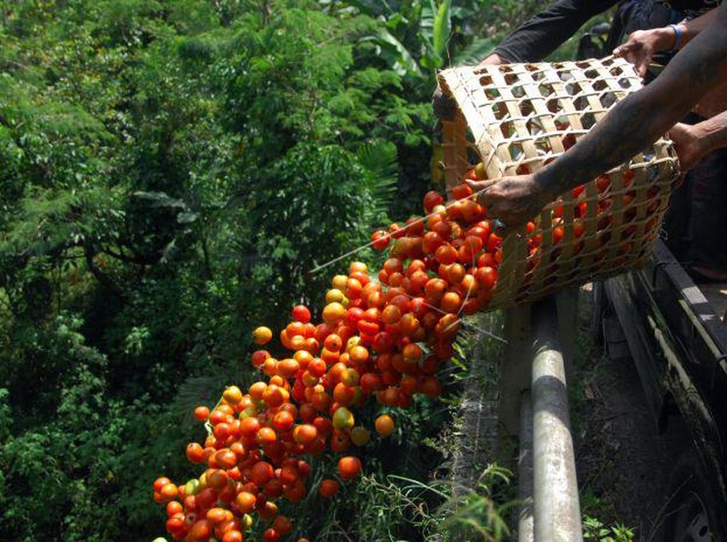 Sayuran dan Ayam Tak Laku, Petani Bagikan Gratis pada Warga Sayuran dan Ayam Tak Laku, Petani Bagikan Gratis pada Warga