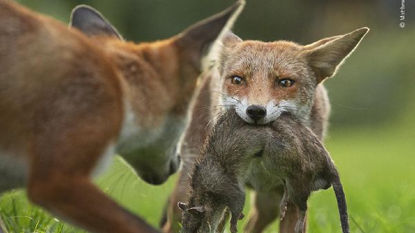 Karya Terpuji Wildlife Photographer of the Year 2020 Pukau Mata