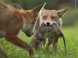 Karya Terpuji Wildlife Photographer of the Year 2020 Pukau Mata