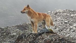 Anjing Bernyanyi yang Bangkit dari Kepunahan di Papua