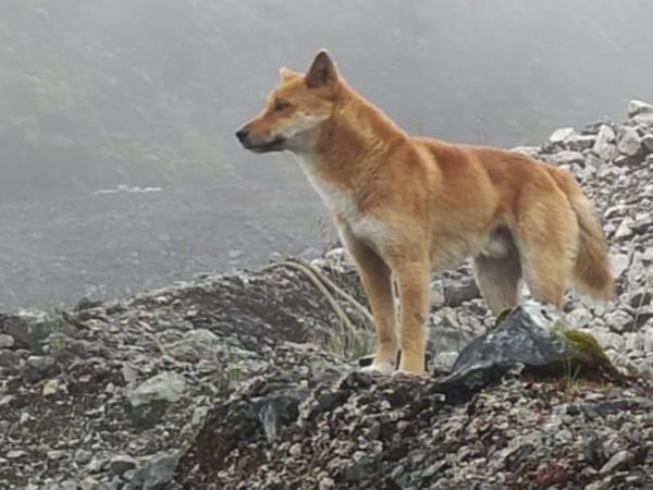 Anjing Bernyanyi yang Bangkit dari Kepunahan di Papua