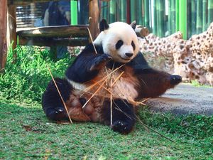 Mengenal Giant Panda, Si Gembul yang Hanya bisa Mengurus Satu Anak Mengenal Giant Panda, Si Gembul yang Hanya bisa Mengurus Satu Anak