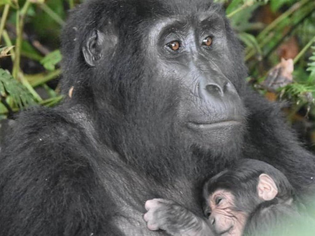 Keluarga Gorila di Uganda Alami Ledakan Angka Kelahiran