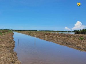 Efektifkah Lumbung Pangan di Bekas Lahan Gambut?