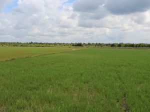 Food Estate Adalah Lumbung Pangan, Ini Tujuannya