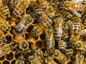 Racun Lebah Madu Bisa Membunuh Beberapa Sel Kanker Payudara