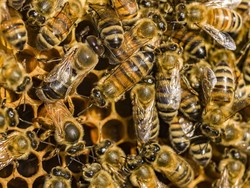 Racun Lebah Madu Bisa Membunuh Beberapa Sel Kanker Payudara
