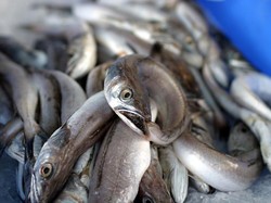 Jadi Belut Itu Ular atau Ikan? Ini Jawabannya Jadi Belut Itu Ular atau Ikan? Ini Jawabannya