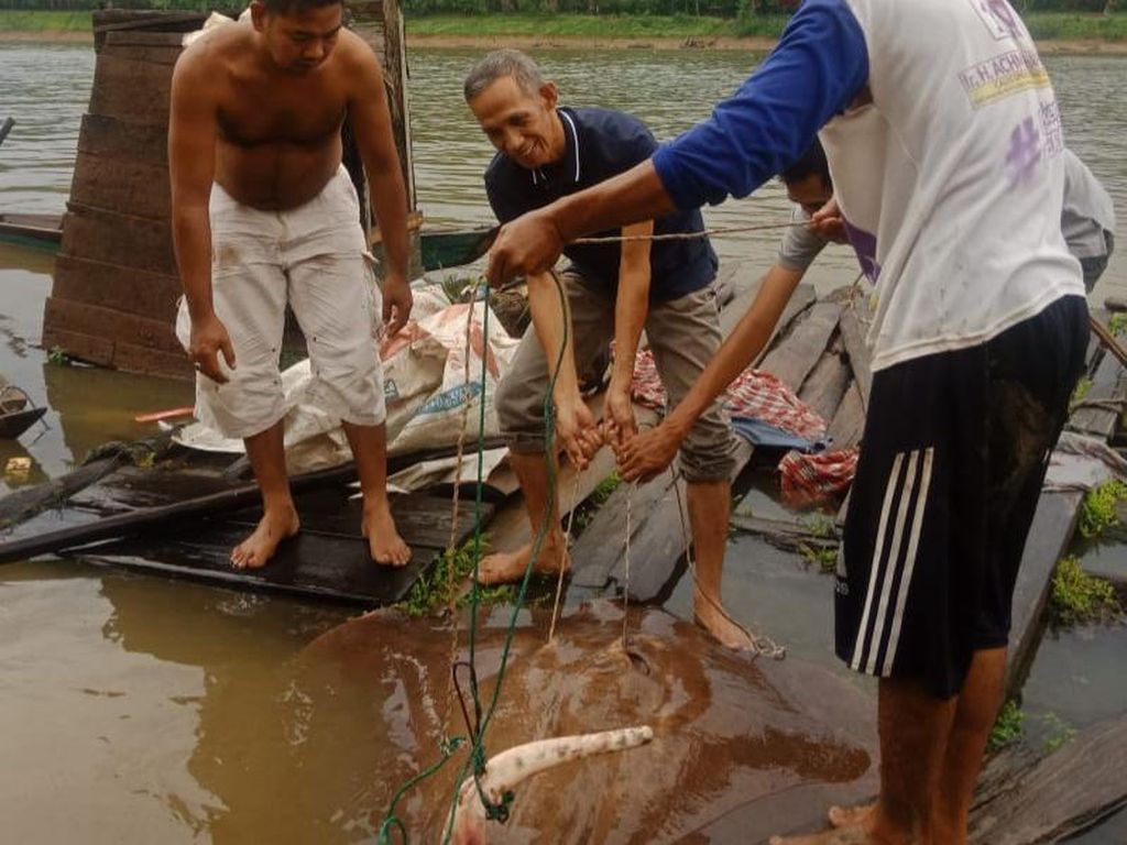 Ikan Pari Raksasa Tersangkut Jaring Nelayan di Sumsel, Camat Lepas Liarkan