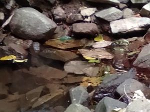 Geger Penemuan Tengkorak Manusia di Tengah Hutan Purwakarta