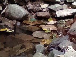 Geger Penemuan Tengkorak Manusia di Tengah Hutan Purwakarta