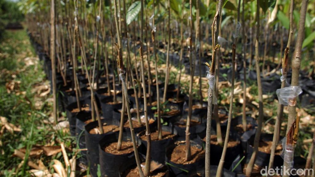 Melihat Pusat Pembibitan Tanaman Durian di Magelang
