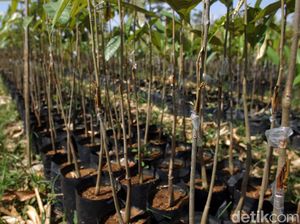 Melihat Pusat Pembibitan Tanaman Durian di Magelang
