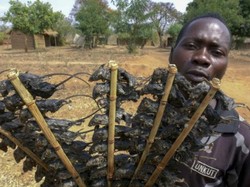 Imbas Corona, Orang di Afrika Makan Sate Tikus Untuk Atasi Kelaparan
