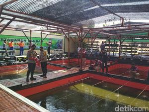 Polresta Cirebon Sulap Lapangan Tembak Jadi Kolam Lele untuk Bantu Warga Polresta Cirebon Sulap Lapangan Tembak Jadi Kolam Lele untuk Bantu Warga