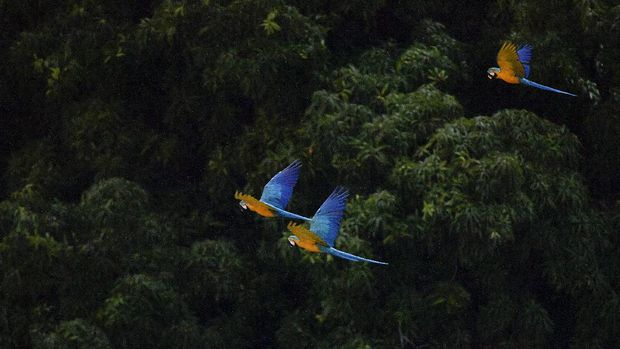 Macaws fly over trees in Caracas, Venezuela, Saturday, Sept. 5, 2020, amid the new coronavirus pandemic. While solid figures don't exist, the population of macaws in Caracas is estimated to be several hundred.(AP Photo/Matias Delacroix)