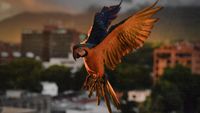 Potret Burung Macaw Terbang di Langit Caracas