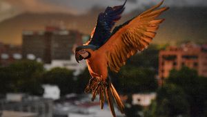 Potret Burung Macaw Terbang di Langit Caracas