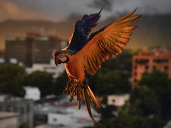 Benarkah Burung Bernapas dengan Kantong Udara? Simak Penjelasannya!