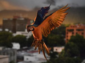 Benarkah Burung Bernapas dengan Kantong Udara? Simak Penjelasannya! Benarkah Burung Bernapas dengan Kantong Udara? Simak Penjelasannya!
