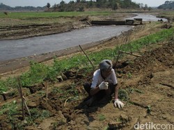 Warga Sumedang Manfaatkan Surutnya Waduk Jategede untuk Bercocok Tanam