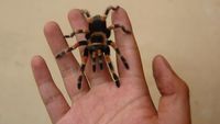 Di Tegal Tarantula Diternak dan Dijual Hingga Jutaan Rupiah Lho