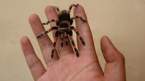 Di Tegal Tarantula Diternak dan Dijual Hingga Jutaan Rupiah Lho