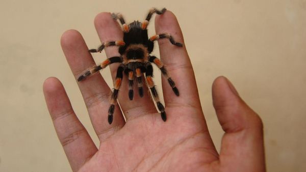 Di Tegal Tarantula Diternak dan Dijual Hingga Jutaan Rupiah Lho