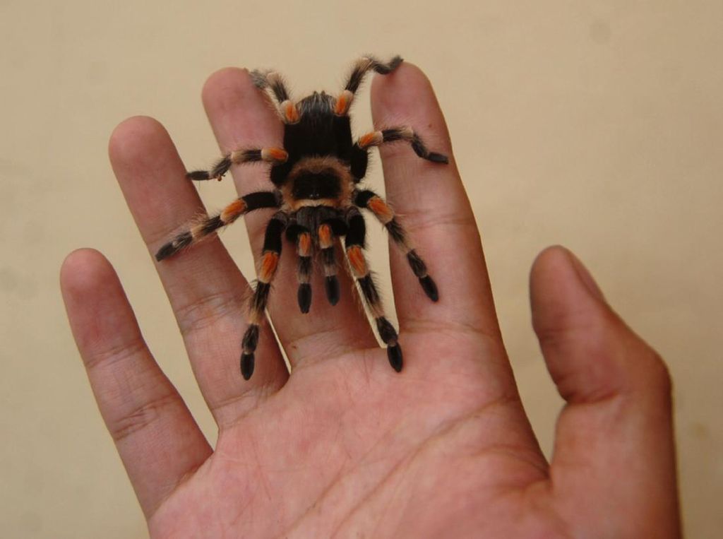 Di Tegal Tarantula Diternak dan Dijual Hingga Jutaan Rupiah Lho Di Tegal Tarantula Diternak dan Dijual Hingga Jutaan Rupiah Lho