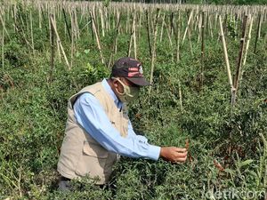 Harga Anjlok Gegara Pandemi, Petani Cabai di Malang Merintih