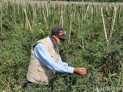 Harga Anjlok Gegara Pandemi, Petani Cabai di Malang Merintih