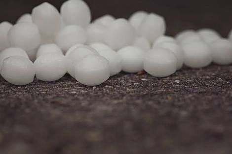 Wanginya yang cukup menyegat membuat kapur barus tidak disukai tikus