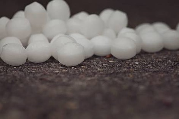 Kapur Barus/ Foto: instagram.com/pecintawangikapurbarus Wanginya yang cukup menyegat membuat kapur barus tidak disukai tikus