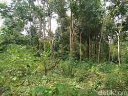 Geger Penampakan Hewan Misterius di Ciamis, Warga: Seram!