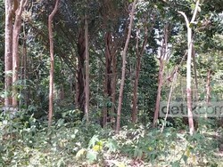 Geger! Warga Ngaku Lihat Penampakan Hewan Misterius di Ciamis