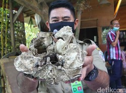 Warga Malang Temukan Tengkorak Diduga Macan Tutul di Sungai Metro