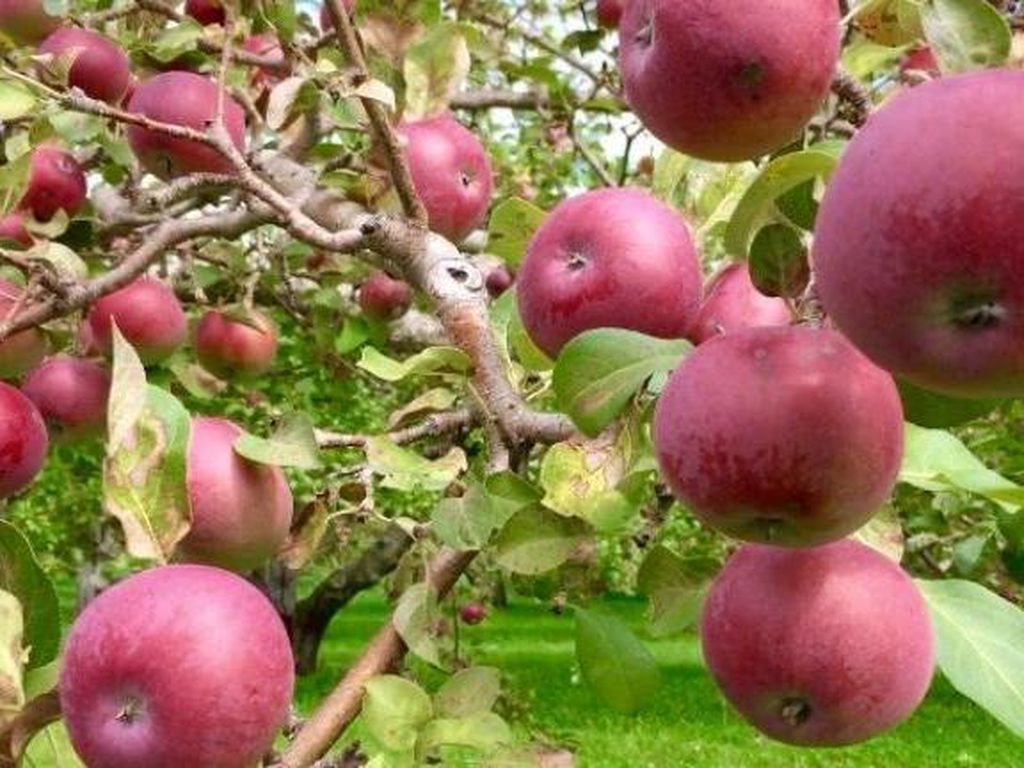 Sensasi Panen Apel di Quebec, Kanada