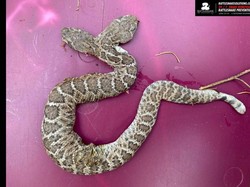 Super Langka, Ular Derik Berkepala Dua