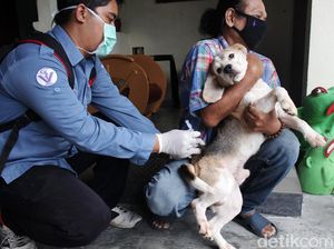 Ekspresi Anjing dan Kucing Saat Divaksin Rabies